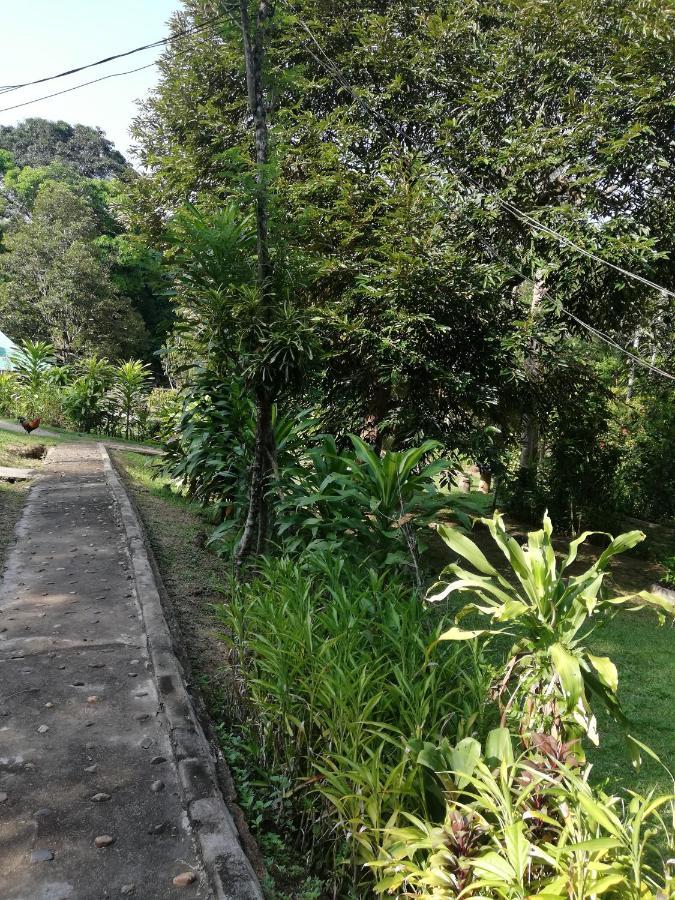 Durian Chalet Kuala Tahan Eksteriør billede